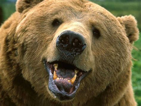10 Facts About Grizzly Bears - Some Interesting Facts