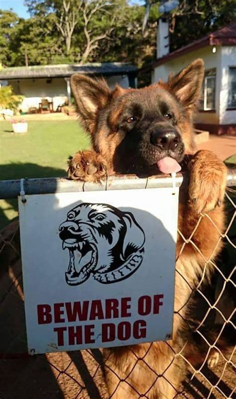 47 Dangerous Dogs Behind Beware Of Dog” Signs” | Bored Panda