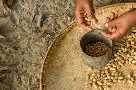 Shelling Peanuts - 2016-07-26 - Journey Through Myanmar