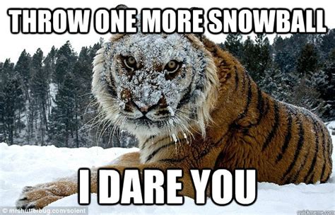 Throw one more snowball I dare you - One more time tiger - quickmeme