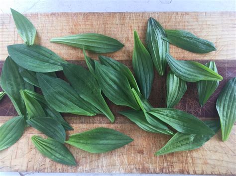 Spring Foraging: 5 Ways to Use Plantain - My Healthy Homemade Life