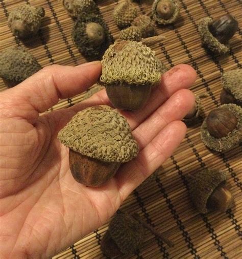 Bur Oak Acorns 20 Bulk Acorns Extra Large Acorns - Etsy