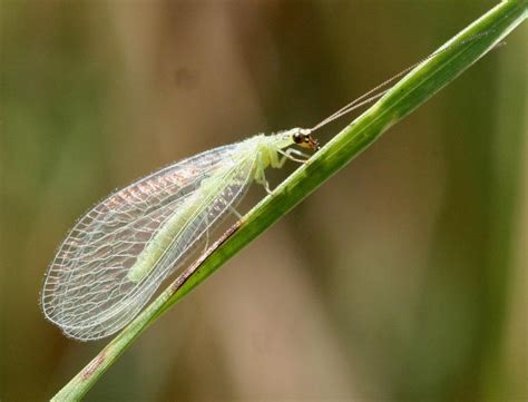 Fact sheet - Green lacewing (270)