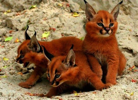 Caracal Cat Pet Australia - Petspare