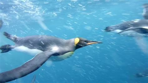 King Penguins underwater video - YouTube