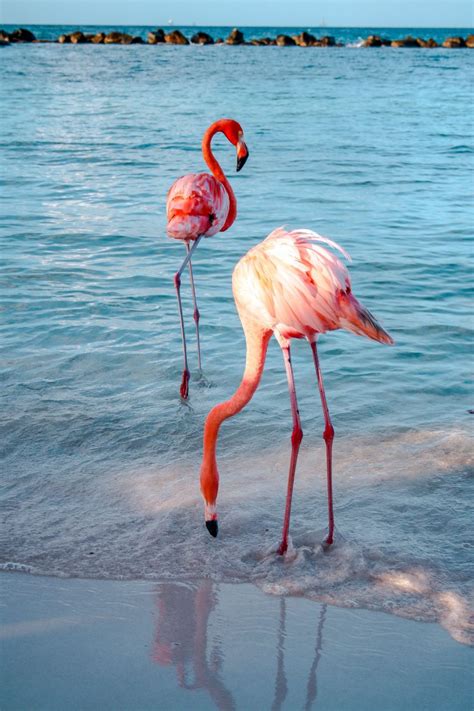 Flamingo Beach: The Ultimate Guide to Visiting Aruba's Famous Attraction