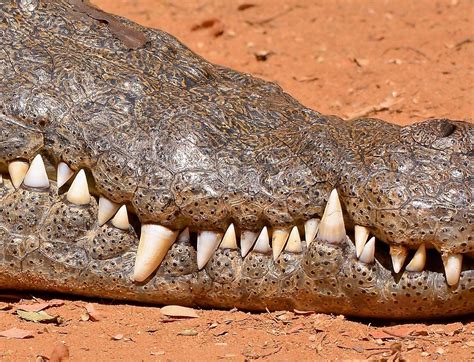 Nile crocodile's teeth : r/natureismetal