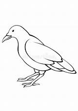 Coloring Pages  Crow Free Printable Animals sketch template