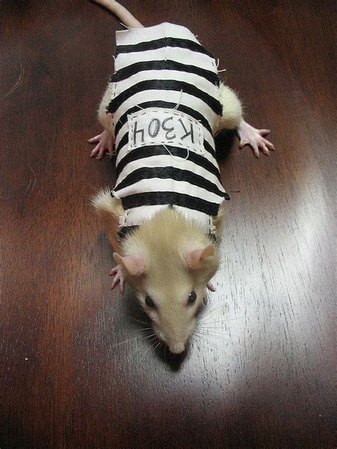 IMG_3183 | Pet halloween costumes, Cute rats, Pet rats