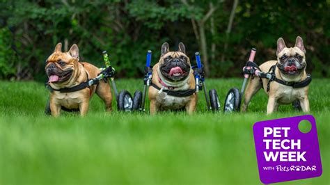 The pets’ lives being transformed with prosthetics | PetsRadar