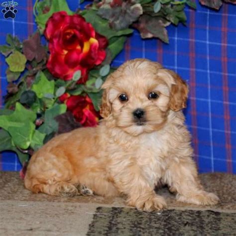 Kendall - Shih-Poo Puppy For Sale in Pennsylvania