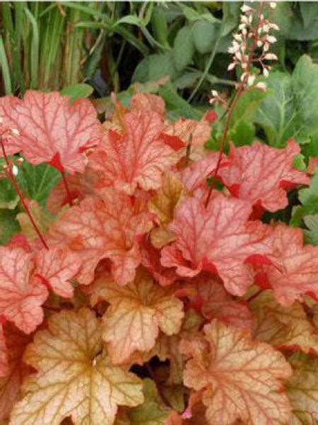 Heuchère 'Paprika' - Heuchera - Le Jardin du Pic Vert