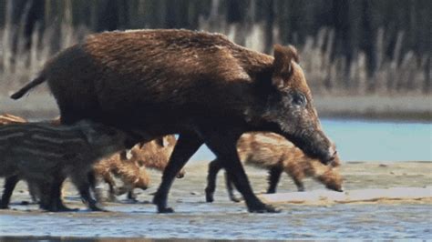 Boar Scrofa GIF - Find & Share on GIPHY