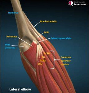 Elbow normal – ULTRASOUNDPAEDIA