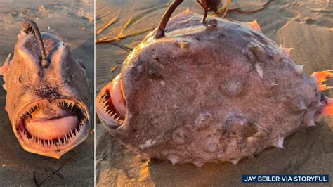 Rare, monstrous-looking Pacific footballfish washes ashore at Torrey Pines State Beach in San ...