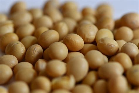 Demand for U.S. Soy Remains Strong Near Term - U.S. Soybean Export Council