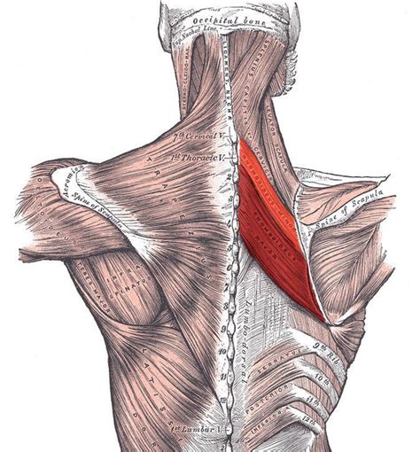 M. rhomboideus major | Anatomi & Fysiologi