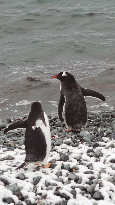 Where in the World is Mrs. Mosey?: Antarctica Penguins "Happy Feet"