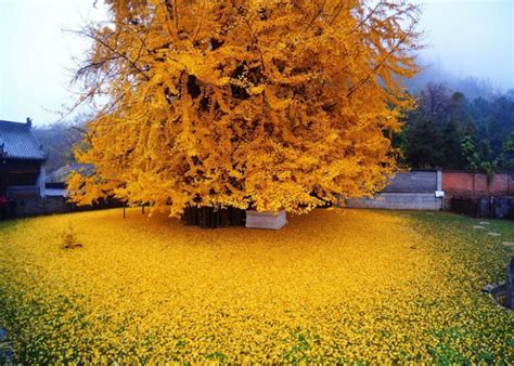 1,400-Year-Old Gingko Tree Sheds A Beautiful Ocean Of Golden Leaves