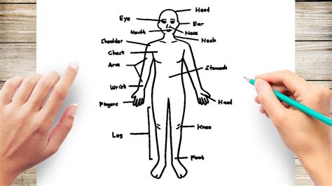 How to Draw Human Body Diagram - YouTube