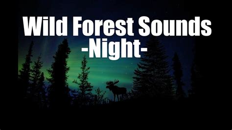 Forest Sounds at Night | Forest sounds, Jungle sounds, Wild animal sounds