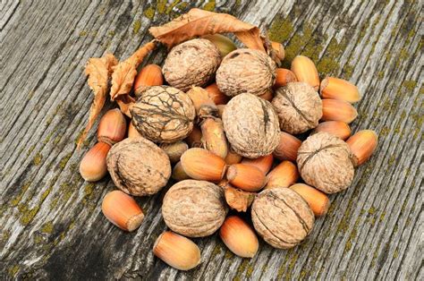 Walnuts and Hazelnuts on Wooden Background Stock Photo - Image of seed ...