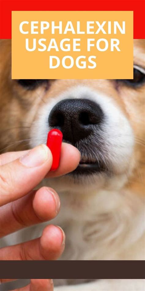 Cephalexin Usage for Dogs | Pet meds, Dogs, Pet brand