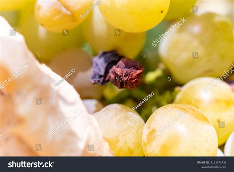Close Dried Grape Between Green Grapes Stock Photo 2193672431 ...