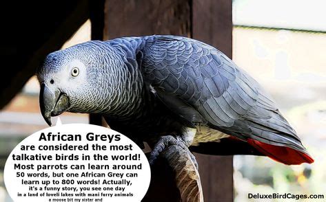 Check out this awesome Bird Fact! African Grey Parrots are sure a chatty bunch. :) | birds ...