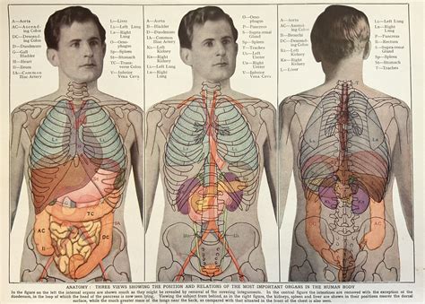 Vintage 1950s Print Human Anatomy Illustration Physiology - Etsy UK | Funny art, Animal quotes ...