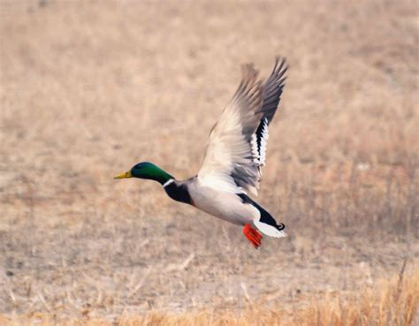 New website highlights waterfowl migration data | News, Sports, Jobs - Daily Herald