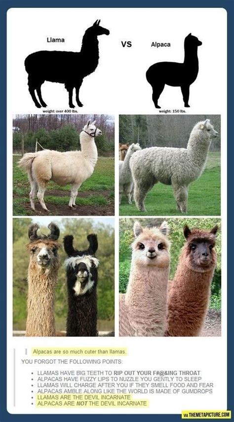 Llamas VS Alpacas: Learn The Difference | Cute funny animals, Cute animals, Funny animals