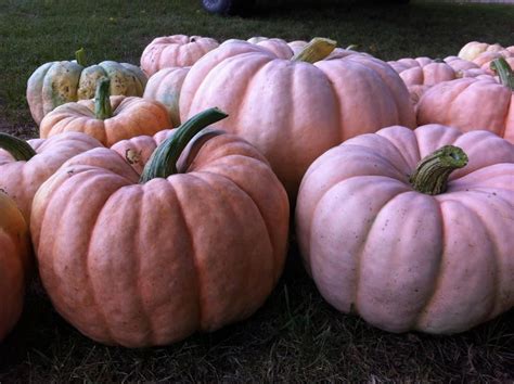 #pink pumpkin patch Pink Pumpkins, Glass Pumpkins, Fall Pumpkins, Grow Pumpkins, Pretty Pumpkins ...