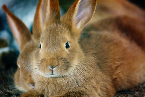 Brown Rabbit Free Stock Photo - Public Domain Pictures
