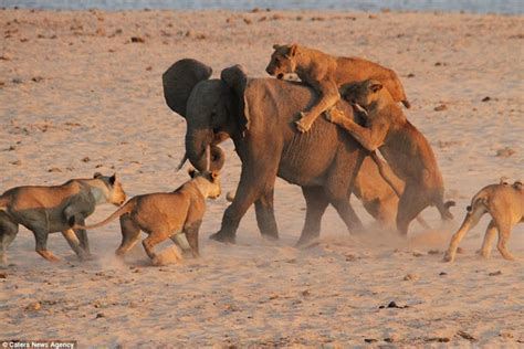 Pequeño elefante valiente de solo un año se enfrenta a 14 hambrientos leones (video) - Seamos ...