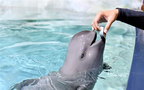 Artificially-bred Yangtze finless porpoise turns one - CGTN