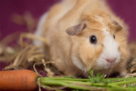 Free Images : pet, mammal, hamster, rodent, fauna, rabbit, guinea pig, whiskers, vertebrate ...