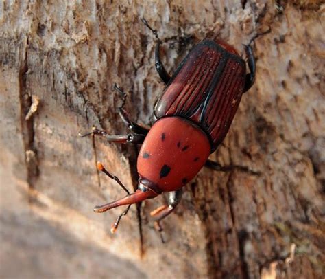 Red Palm Weevil [IMAGE] | EurekAlert! Science News Releases