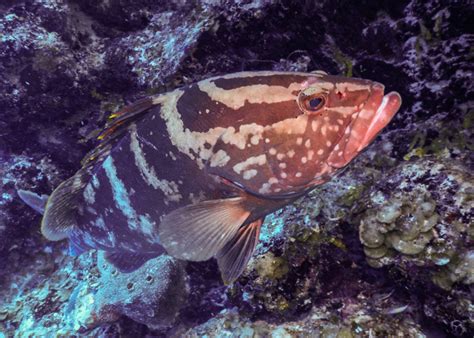 Science-backed policy boosts critically endangered Nassau grouper