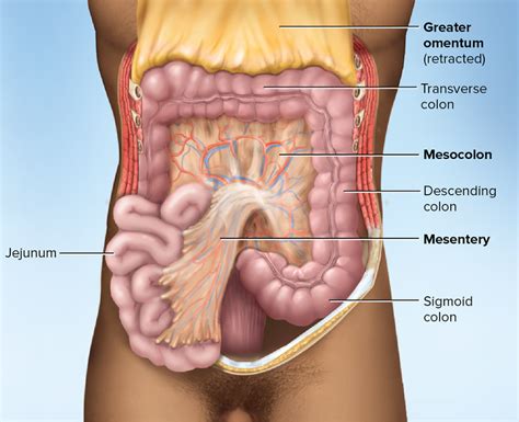 MHE Reader | Sigmoid colon, Anatomy, Colon