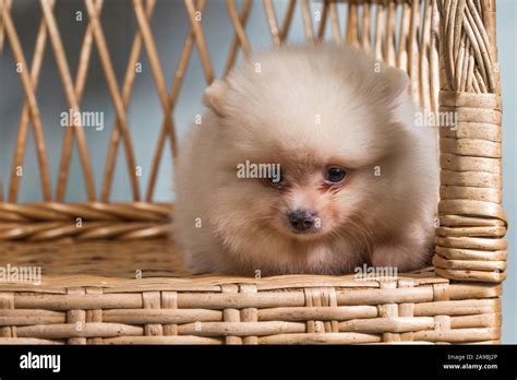 Cute puppy of miniature Pomeranian Spitz Zwergspitz or Dwarf Spitz on a chair. Small dog is two ...