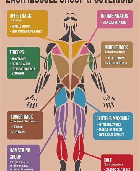 Muscle Group Workout Chart | ubicaciondepersonas.cdmx.gob.mx