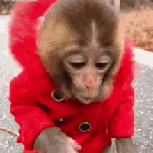 Monkey Eating Banana Funny GIFs | Tenor