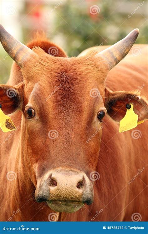 Zebu Cow Head Stock Photo - Image: 45725472