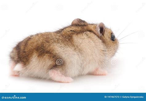 Dwarf gray hamster stock image. Image of fluffy, curious - 197467573