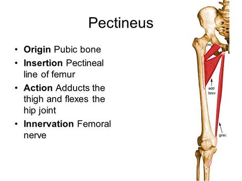 pectineus - Google Search | Adductor brevis, Human anatomy and physiology, Anatomy education