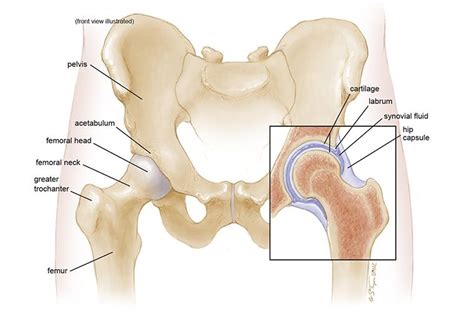 Anatomy of the Hip - MU Health Care