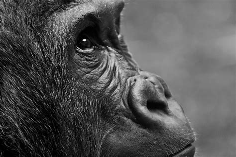 Closeup Of Gorilla Pictures, Photos, and Images for Facebook, Tumblr, Pinterest, and Twitter