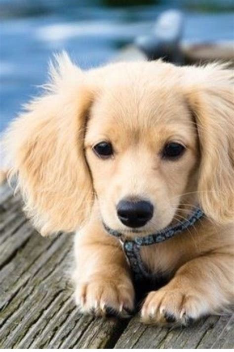 Ultimate Guide to Golden Weiner Dog - BuzzSharer.com