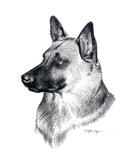 BELGIAN MALINOIS Art Print Pencil Drawing by Artist DJ Rogers - Etsy